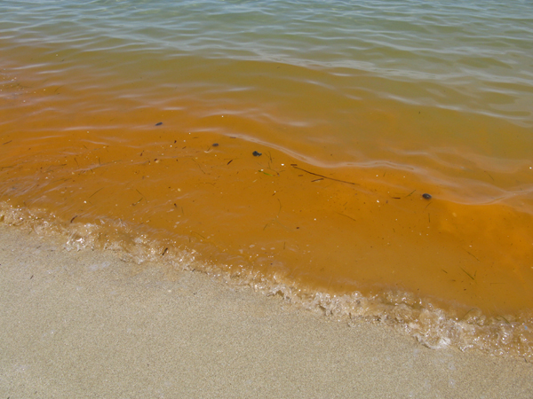 Mare arancione: Noctiluca scintillans